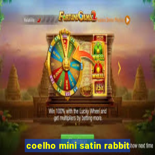 coelho mini satin rabbit